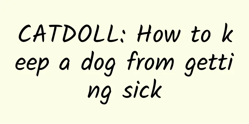 CATDOLL: How to keep a dog from getting sick