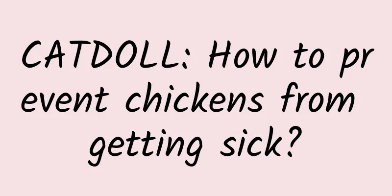 CATDOLL: How to prevent chickens from getting sick?