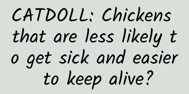 CATDOLL: Chickens that are less likely to get sick and easier to keep alive?
