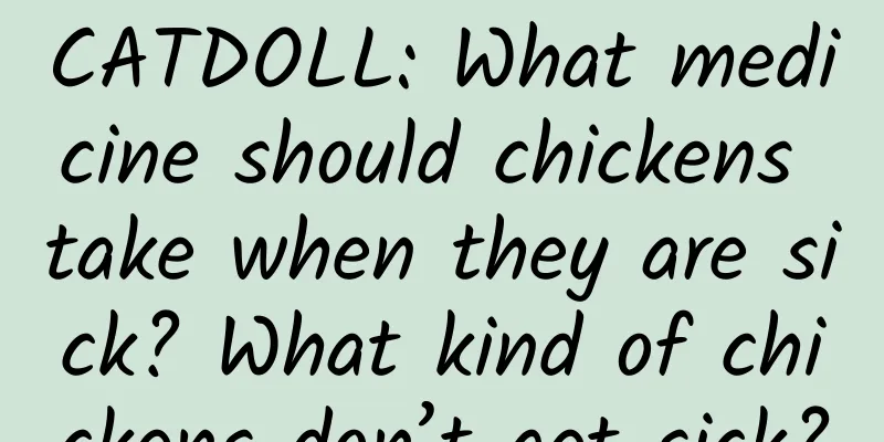 CATDOLL: What medicine should chickens take when they are sick? What kind of chickens don’t get sick?