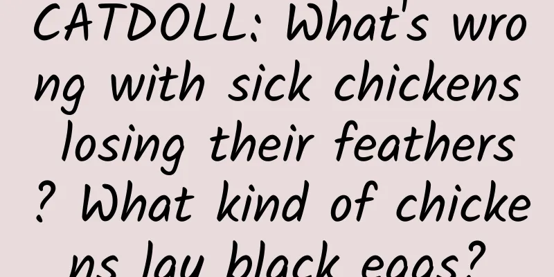 CATDOLL: What's wrong with sick chickens losing their feathers? What kind of chickens lay black eggs?