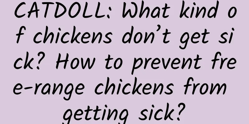 CATDOLL: What kind of chickens don’t get sick? How to prevent free-range chickens from getting sick?