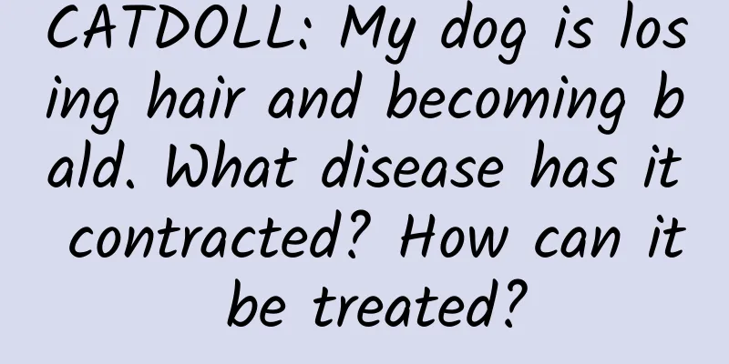 CATDOLL: My dog ​​is losing hair and becoming bald. What disease has it contracted? How can it be treated?