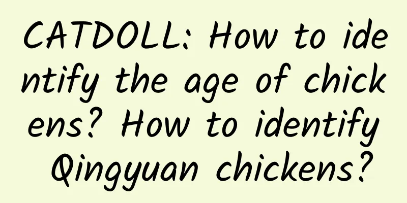 CATDOLL: How to identify the age of chickens? How to identify Qingyuan chickens?