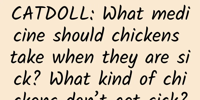 CATDOLL: What medicine should chickens take when they are sick? What kind of chickens don’t get sick?