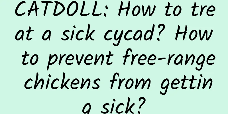 CATDOLL: How to treat a sick cycad? How to prevent free-range chickens from getting sick?