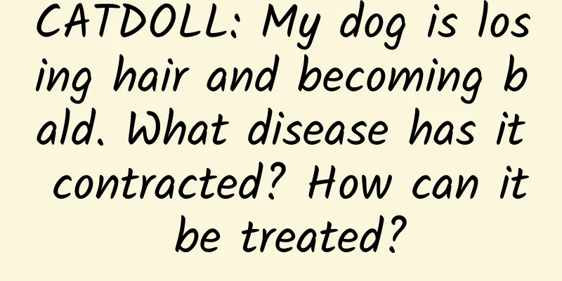CATDOLL: My dog ​​is losing hair and becoming bald. What disease has it contracted? How can it be treated?