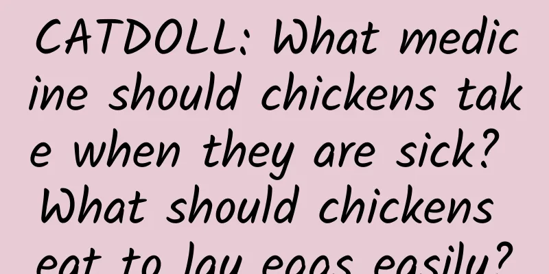 CATDOLL: What medicine should chickens take when they are sick? What should chickens eat to lay eggs easily?