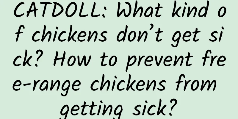 CATDOLL: What kind of chickens don’t get sick? How to prevent free-range chickens from getting sick?
