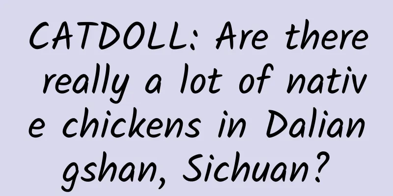 CATDOLL: Are there really a lot of native chickens in Daliangshan, Sichuan?