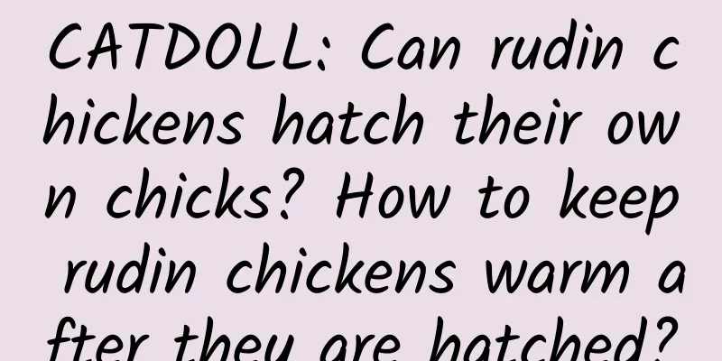 CATDOLL: Can rudin chickens hatch their own chicks? How to keep rudin chickens warm after they are hatched?
