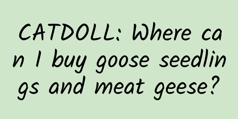 CATDOLL: Where can I buy goose seedlings and meat geese?