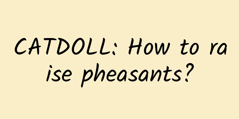 CATDOLL: How to raise pheasants?