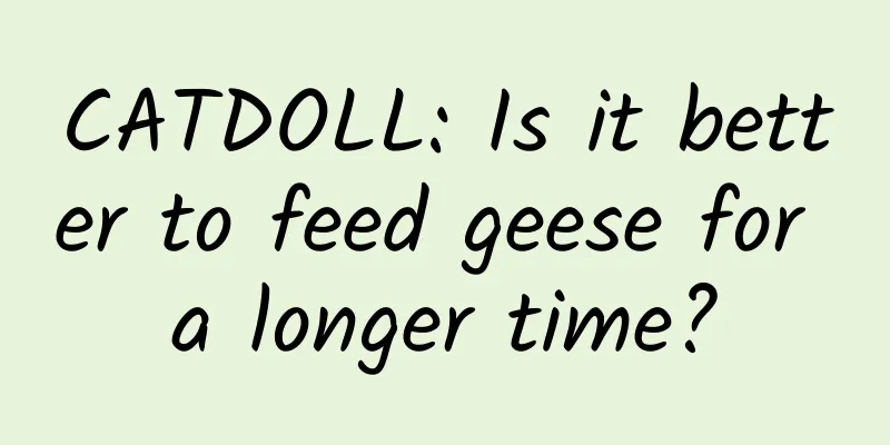 CATDOLL: Is it better to feed geese for a longer time?
