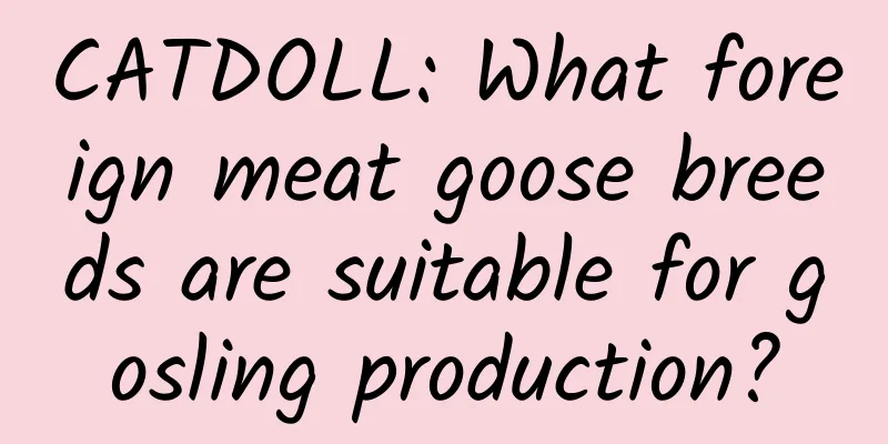 CATDOLL: What foreign meat goose breeds are suitable for gosling production?