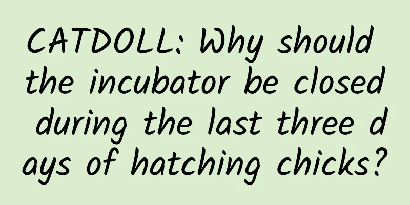 CATDOLL: Why should the incubator be closed during the last three days of hatching chicks?